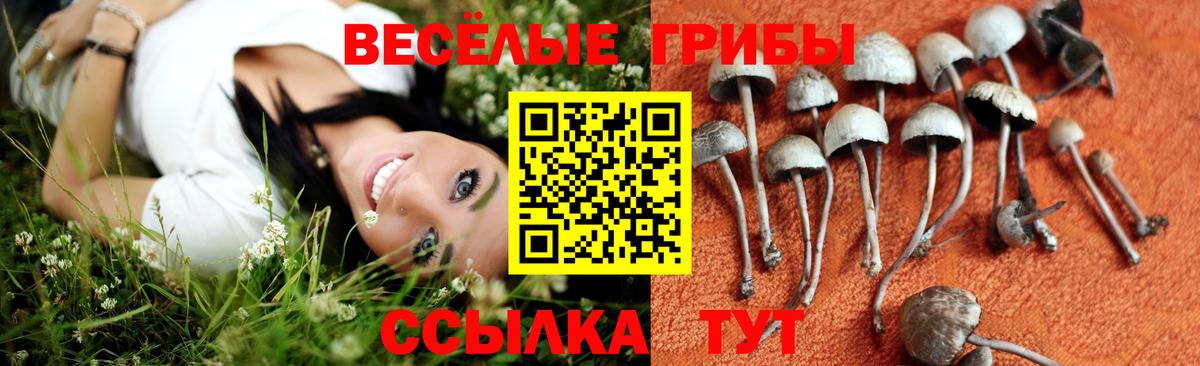 Псилоцибиновые грибы GOLDEN TEACHER Чебоксары